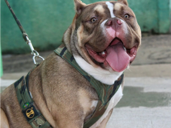 Saiba como escolher uma coleira para cachorro