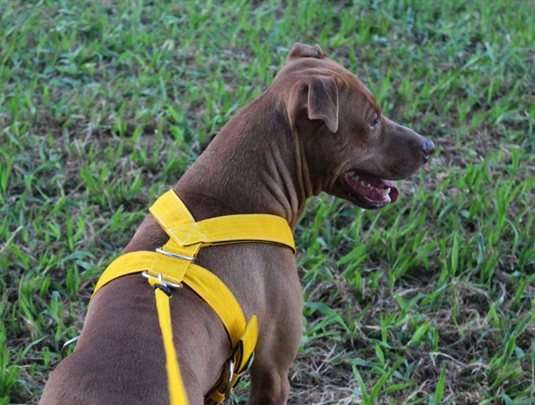 3 dicas para escolher uma coleira peitoral para cachorro