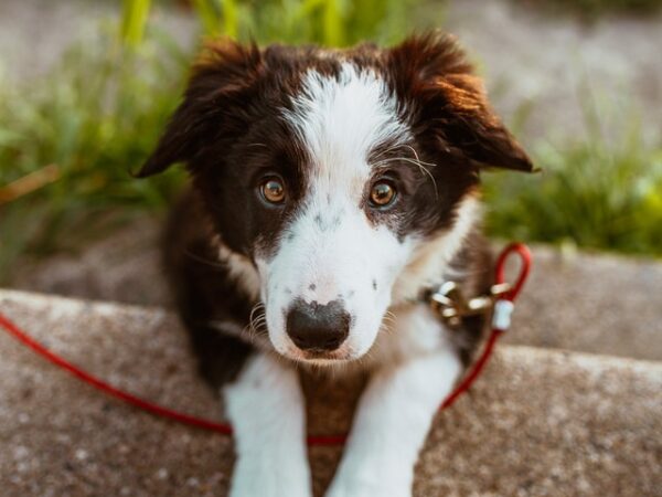 Aprenda a diferença entre guia de cachorro, coleira e peitoral