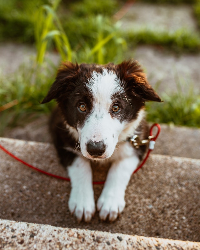Aprenda a diferença entre guia de cachorro, coleira e peitoral