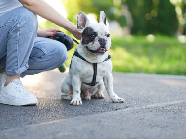 Acessórios para cachorro: itens essenciais que todo cão deve ter