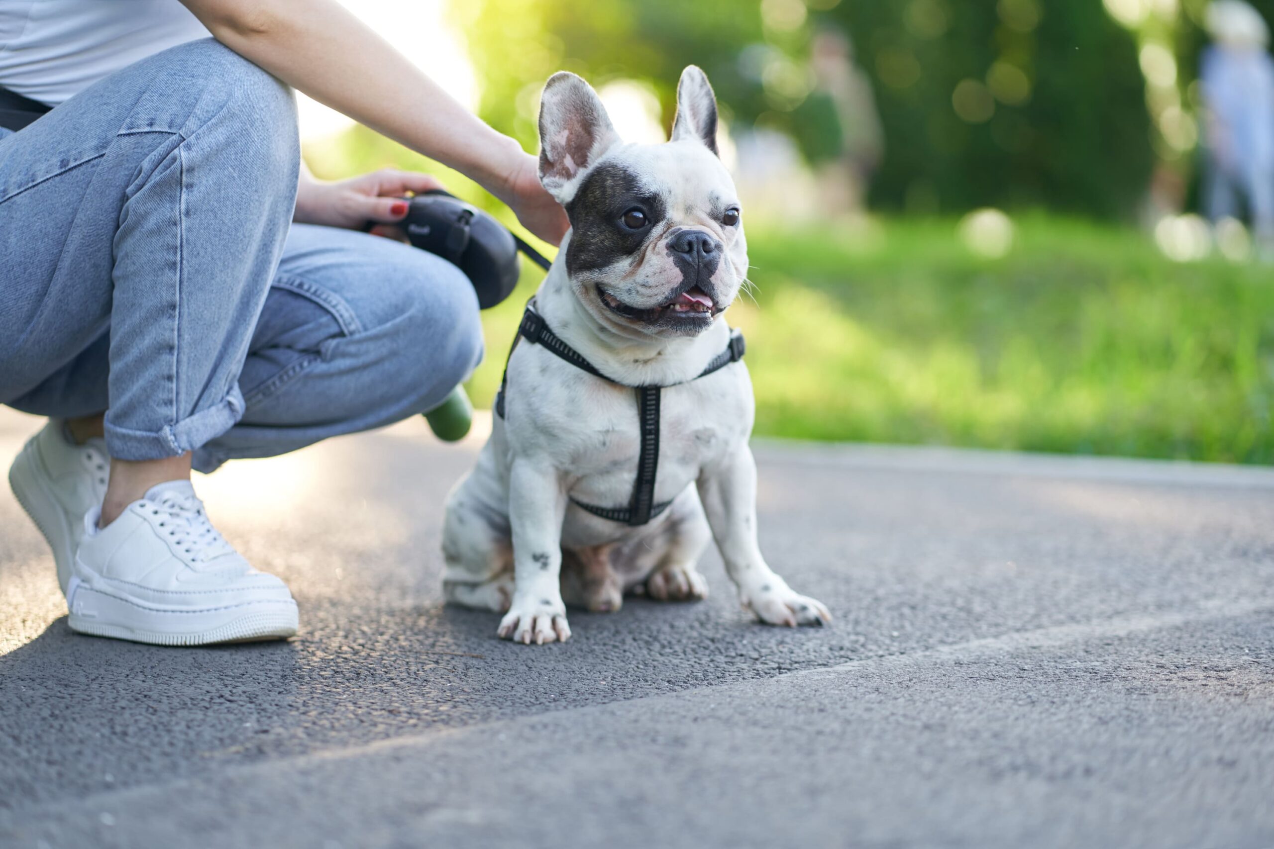 Acessórios para cachorro: itens essenciais que todo cão deve ter