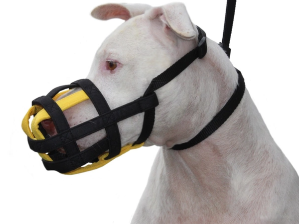Como acertar na escolha da focinheira para cachorro?