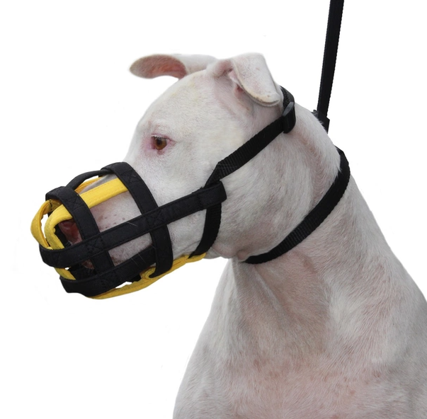 Como acertar na escolha da focinheira para cachorro?