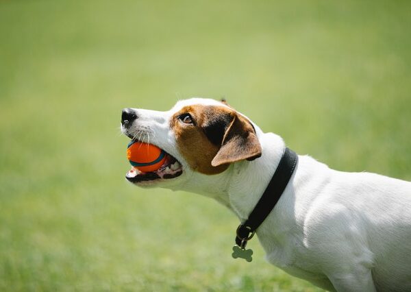 Produtos para cachorro: saiba como evitar a obesidade no seu cão