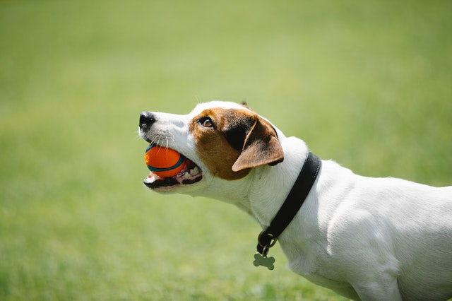 Produtos para cachorro: saiba como evitar a obesidade no seu cão