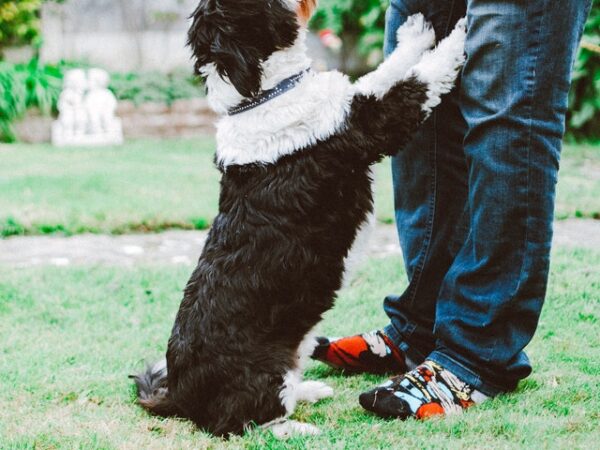 Guia de adestramento: 4 dicas para adestrar o seu cachorro