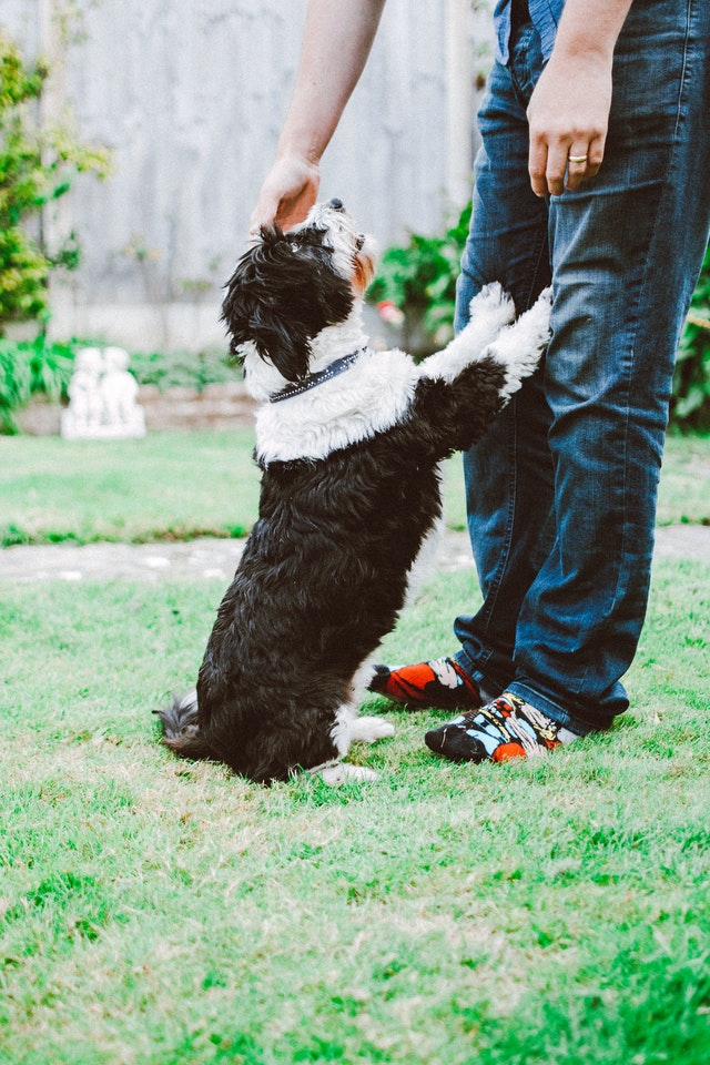 Guia de adestramento: 4 dicas para adestrar o seu cachorro