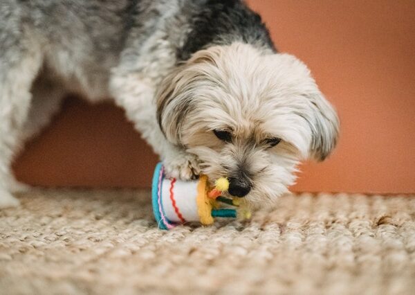 Por que investir em brinquedos para cachorro?