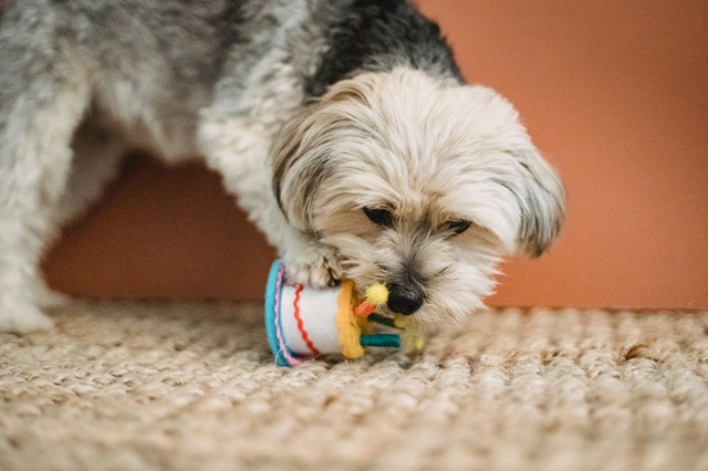 Por que investir em brinquedos para cachorro?