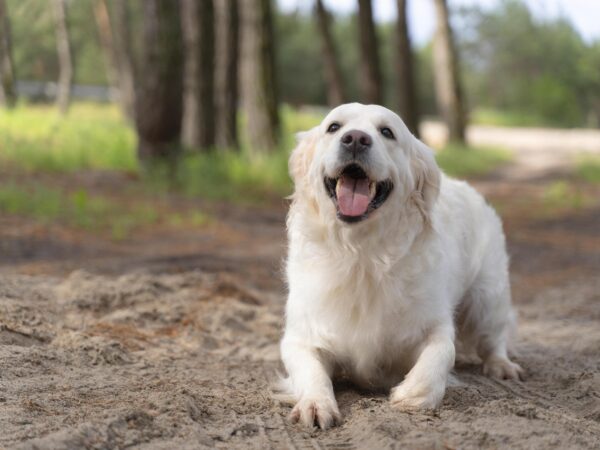 Produtos para cachorro: entenda os sinais dos cachorros