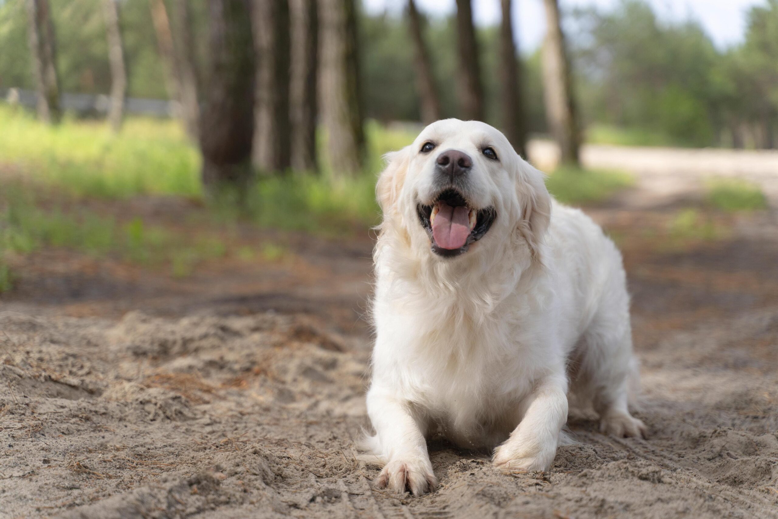Produtos para cachorro: entenda os sinais dos cachorros