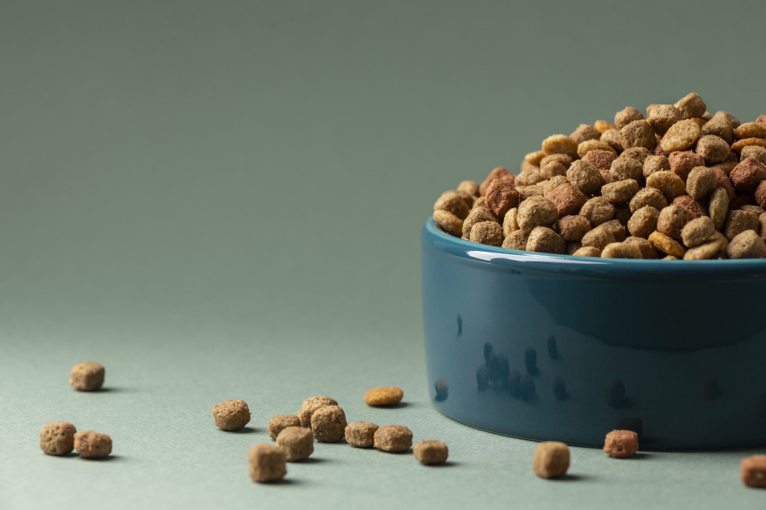 Produtos para cachorro: saiba como escolher a ração certa para o seu cão