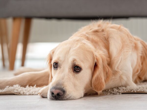 Produtos para cachorro: sinais que o seu cão está doente