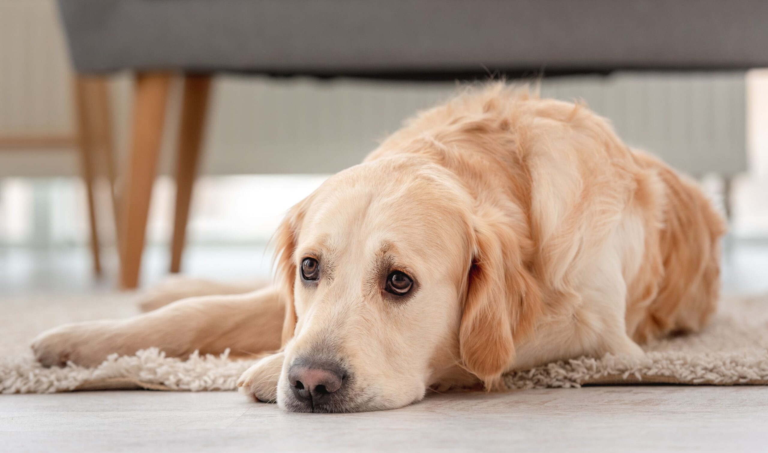 Produtos para cachorro: sinais que o seu cão está doente
