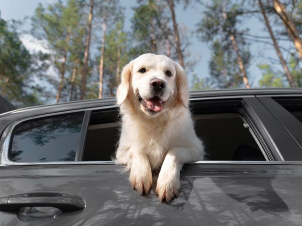 Acessórios para cachorro: dicas de como viajar com seus animais