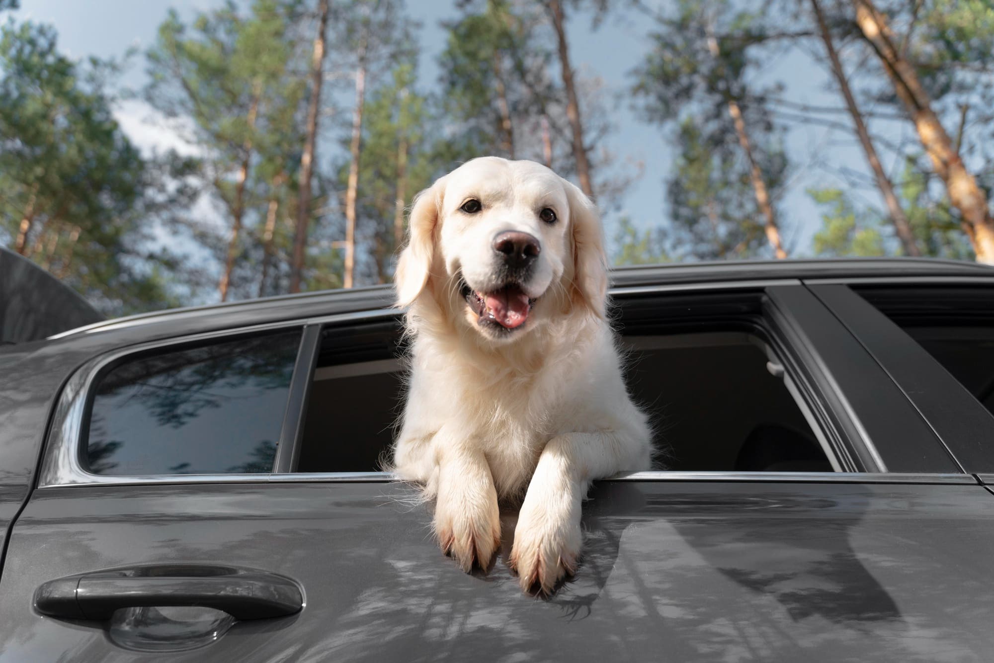 Acessórios para cachorro: dicas de como viajar com seus animais