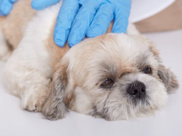 Produtos para cachorro: 3 doenças mais comuns em cachorros
