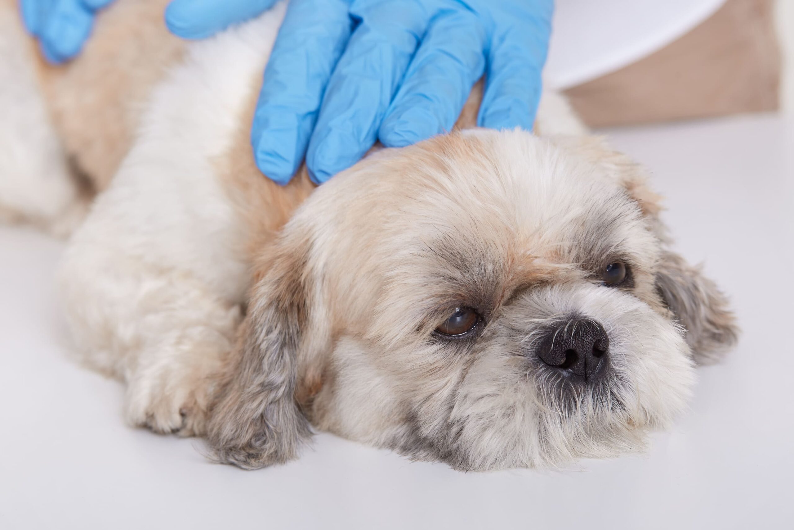 Produtos para cachorro: 3 doenças mais comuns em cachorros