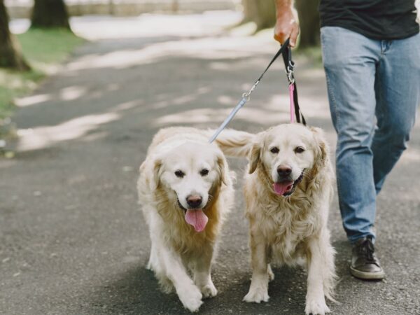 Produtos para cachorro: 8 dicas de como tornar o passeio com seu cão mais seguro