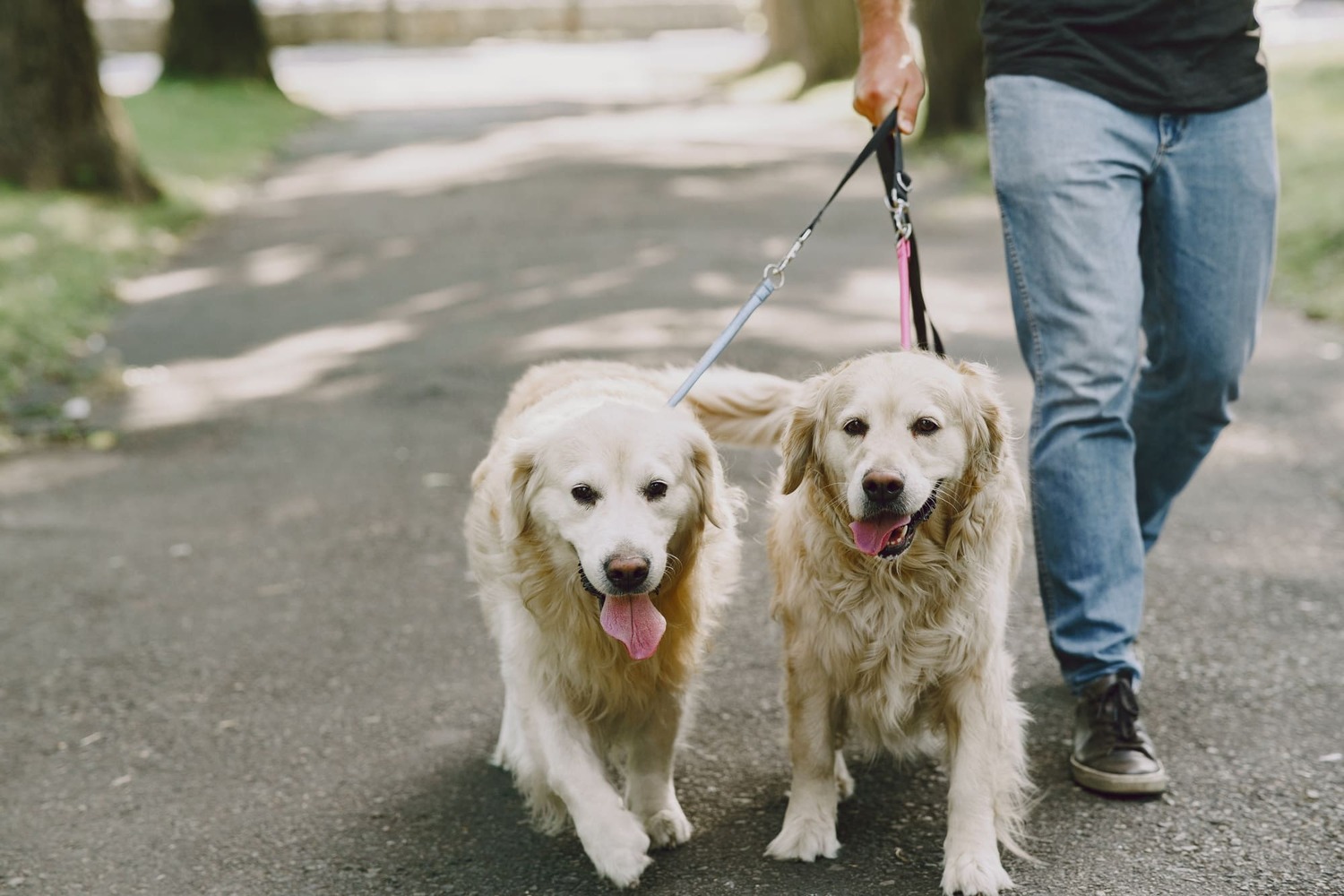 Produtos para cachorro: 8 dicas de como tornar o passeio com seu cão mais seguro