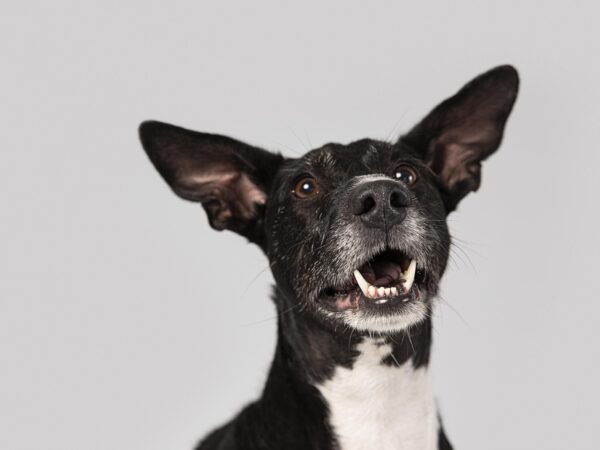 Produtos para cachorro: dicas para tratar o mau hálito dos cachorros