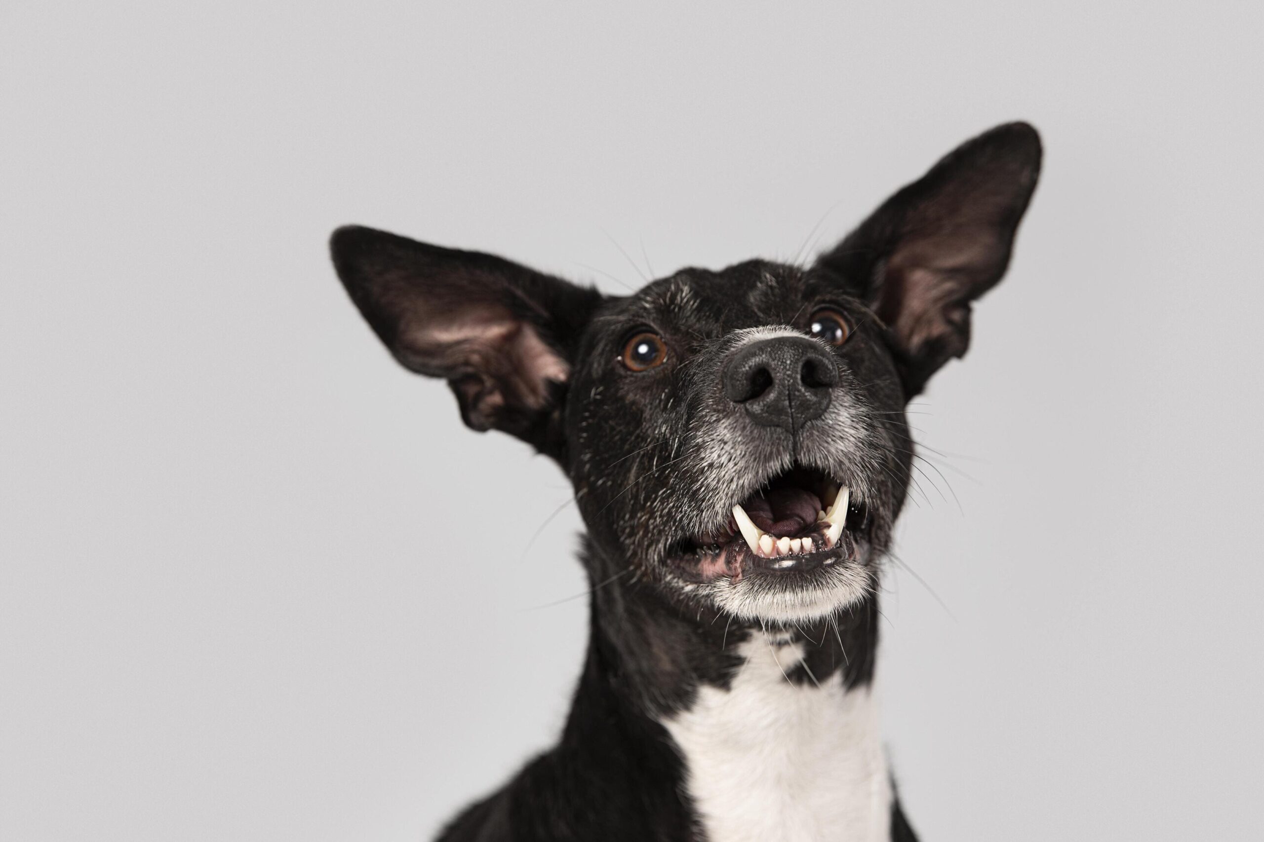 Produtos para cachorro: dicas para tratar o mau hálito dos cachorros