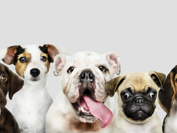 Amoroso: 6 dicas de cuidados com seu pet