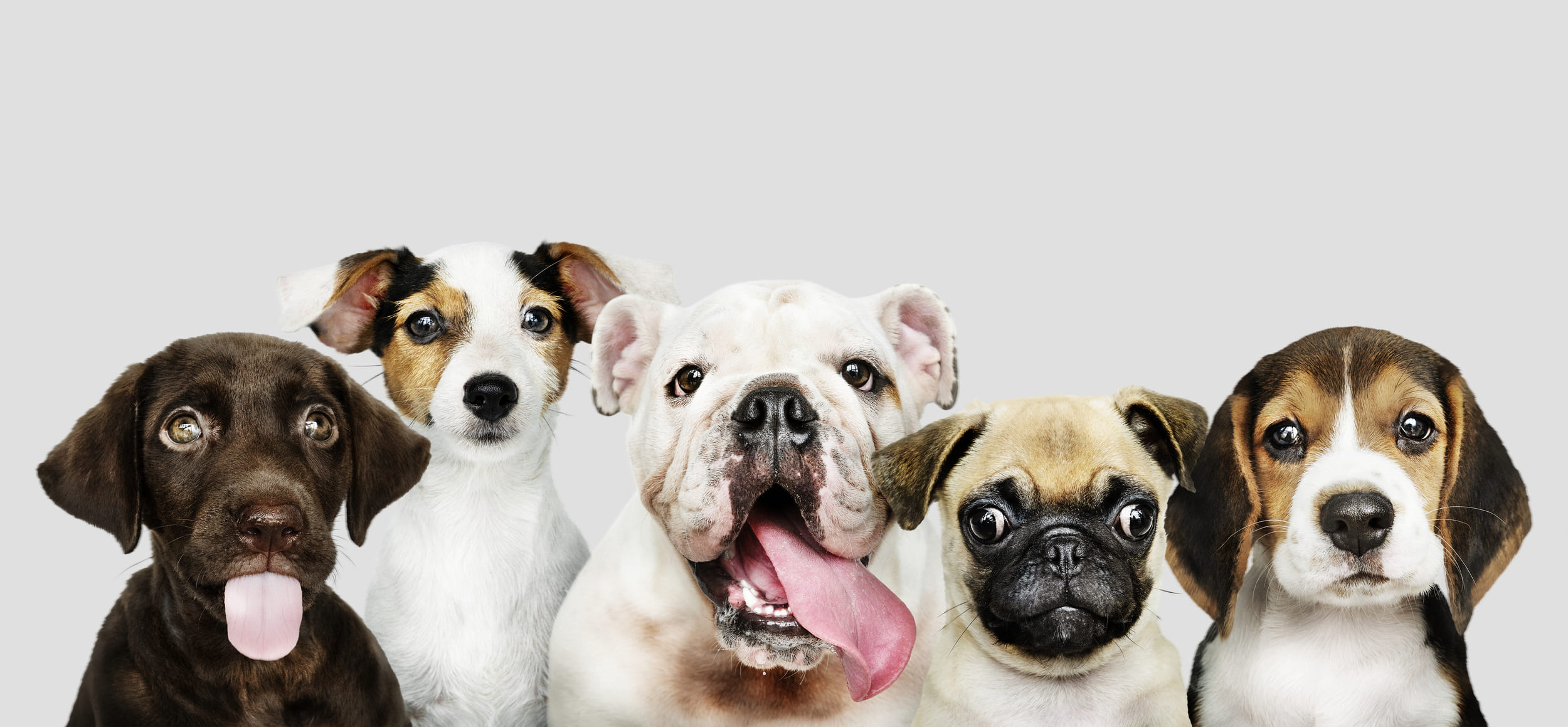 Amoroso: 6 dicas de cuidados com seu pet