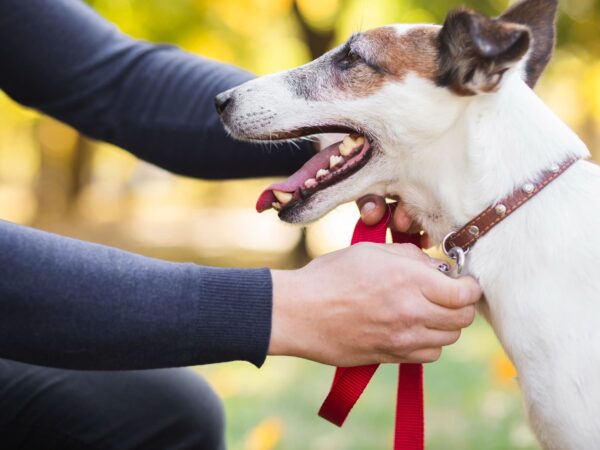 Coleira para cachorro: conheça as diversas opções de coleira da Amoroso