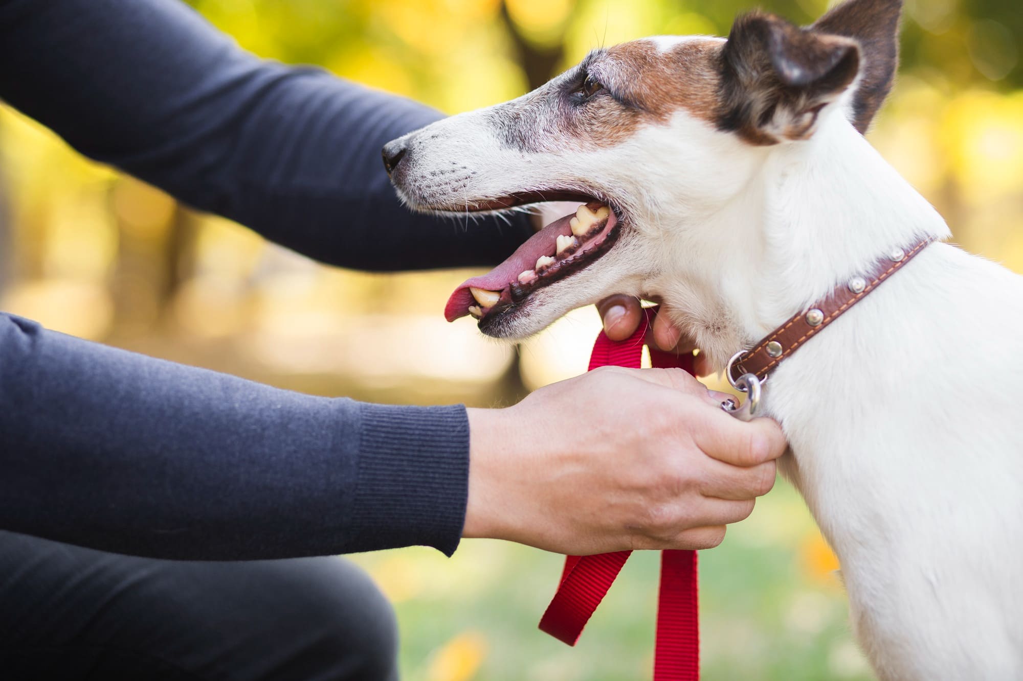 Coleira para cachorro: conheça as diversas opções de coleira da Amoroso