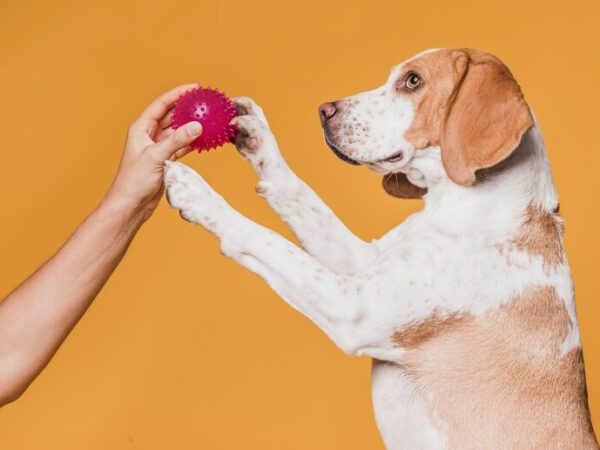 Conheça os brinquedos para cachorro da Amorosso