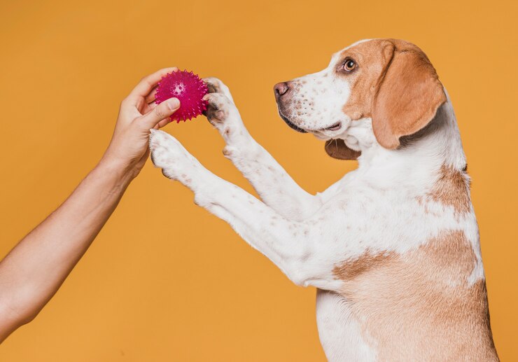 Conheça os brinquedos para cachorro da Amorosso