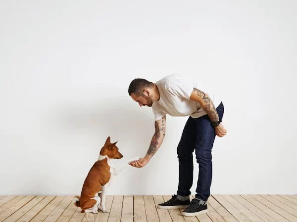 Amorosso: é possível adestrar um cão em casa?