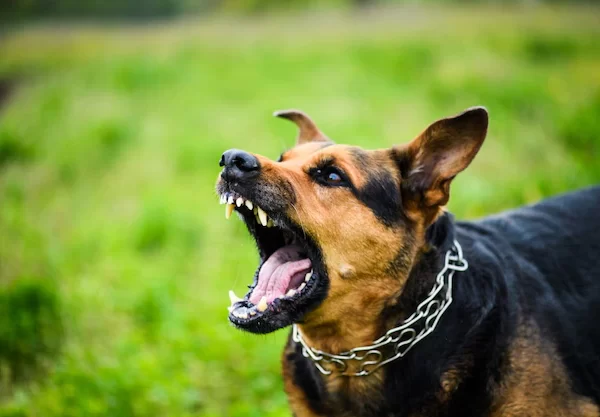 Saiba tudo sobre o temperamento do seu cão