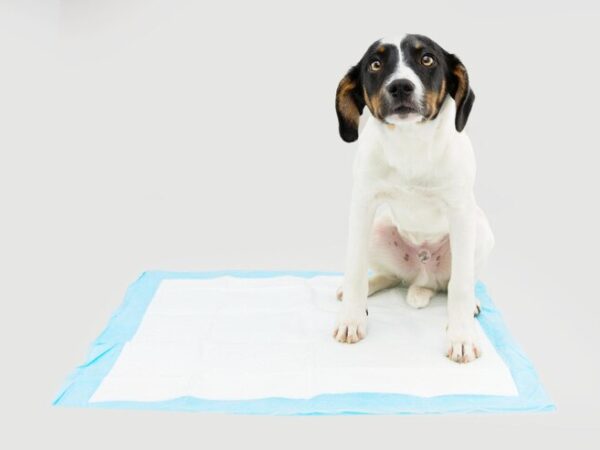 7 dicas para ensinar um cão adulto a fazer xixi no lugar certo