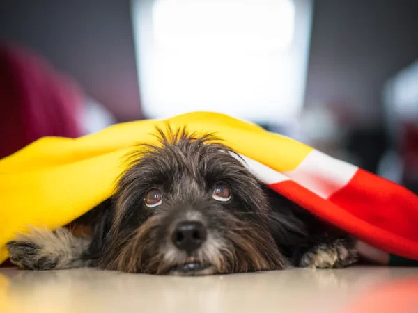 Cão medroso: saiba como ajudar o seu cãozinho ser mais confiante