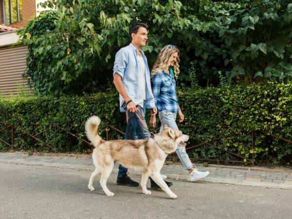 Passear com o cão em dias quentes: o que levar em consideração
