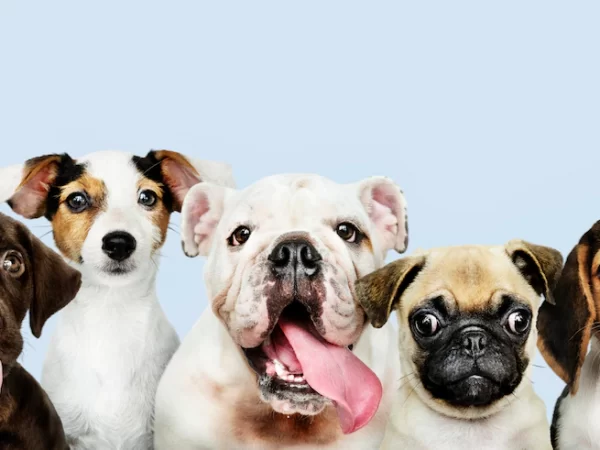 Saiba quais são as raças mais populares de cachorros
