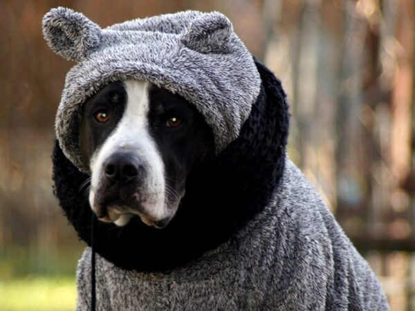 Tudo que você precisa saber para passear com seu cão nos dias frios
