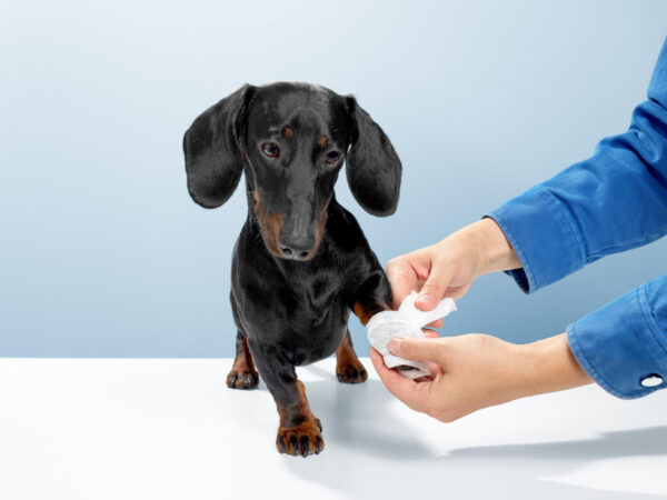 Saiba como identificar problemas de saúde no seu cão