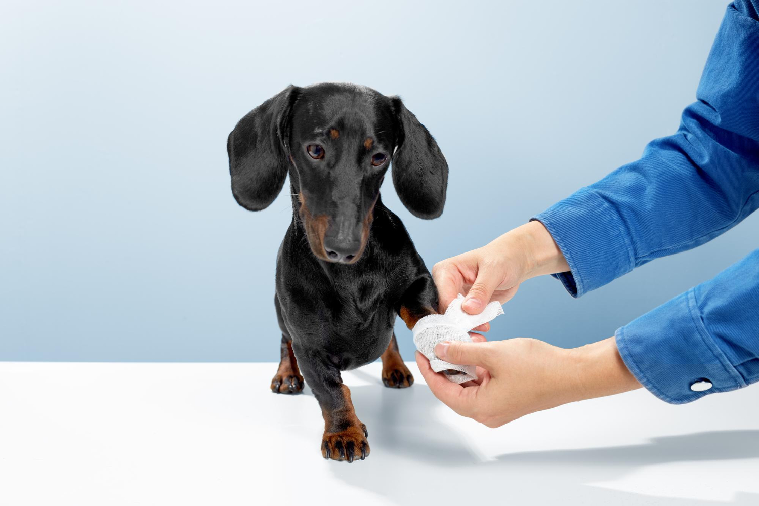 Saiba como identificar problemas de saúde no seu cão