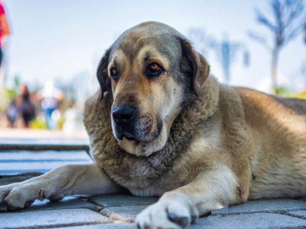 Dicas ajudar seu cão emagrecer