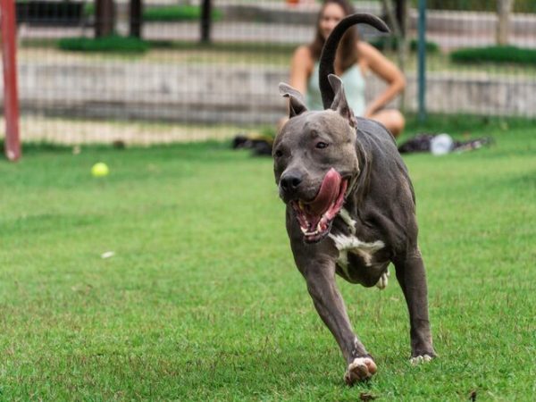 Dicas de segurança para sair com seu pitbull
