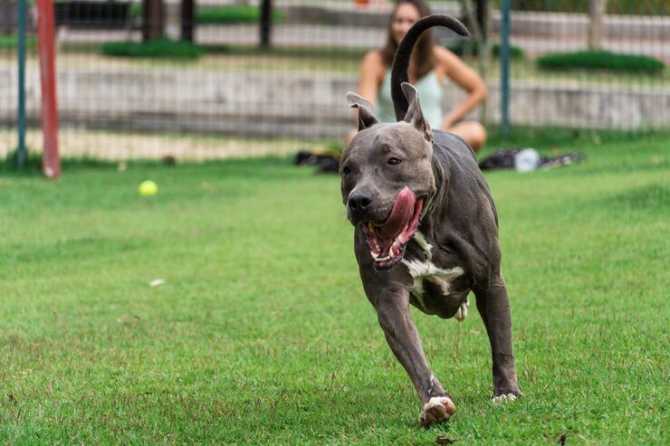 Dicas de segurança para sair com seu pitbull
