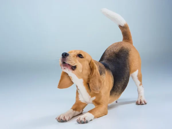 Entenda como acalmar um cão que late por qualquer coisa