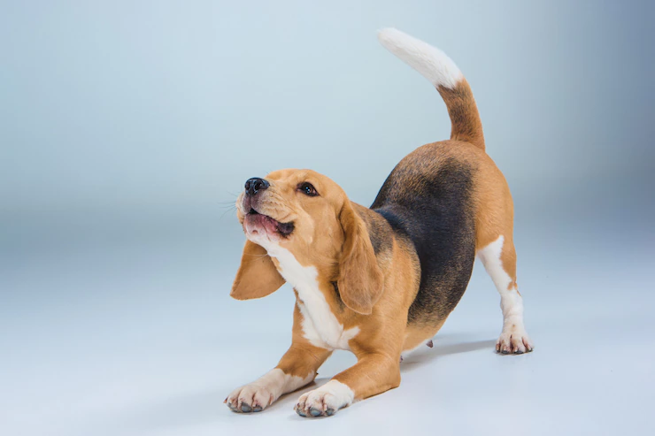 Entenda como acalmar um cão que late por qualquer coisa