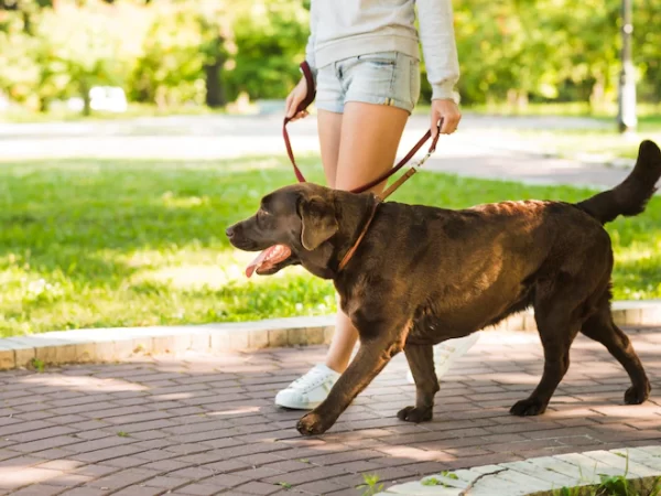 Passo a passo para o cão não puxar a guia no passeio