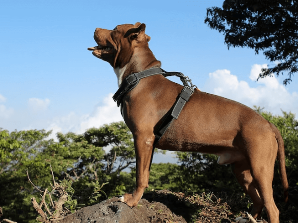 Dicas da Amorosso para escolher uma guia para pitbull