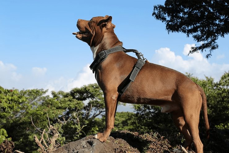 Dicas da Amorosso para escolher uma guia para pitbull